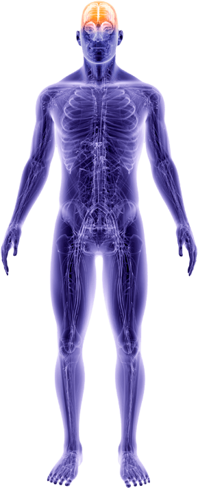 Human Body